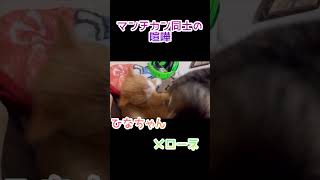 【猫】マンチカンの喧嘩。効果音を付けて遊んでみた #shorts #猫 #猫パンチ #マンチカン #猫動画