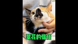 听说小凶猫在经历过苦难后会变懂事