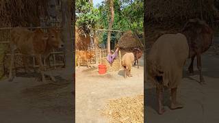 ওদের জন্য পানি নিয়ে যাই অতঃপর #funny #video