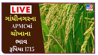 ગાંધીનગરના દહેગામ  APMCમાં પેડી (ચોખા) ભાવ રૂપિયા 1715 રહ્યાં,જાણો જુદા જુદા પાકના ભાવ |tv9news