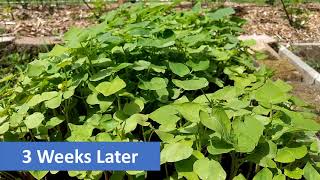 Green Manure: Step-By-Step Growing Process