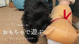 だいすきなおもちゃで遊ぶ子犬 | ミニチュアシュナウザー