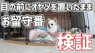 飼い主との約束を守るチワワが可愛すぎる