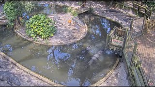 St. Augustine Alligator Farm LIVE 24/7