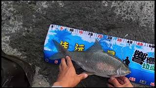 距離50霞就差億點點 #釣魚#霞面#fishing