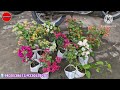 বোগেনভিলিয়া ₹30 অবিশ্বাস্য হলেও সত্যি 100 varieties of bougainvillea লক্ষ্মীনারায়ণ নার্সারী