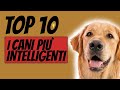 10 Razze Di Cani Più Intelligenti Del Mondo