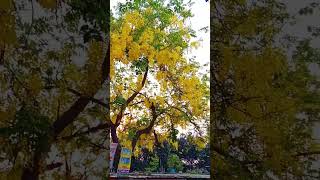 এটা কি গাছ কেউ কি বলতে পারেন? What’s the name of the tree #tree #shorts #short #গাছ