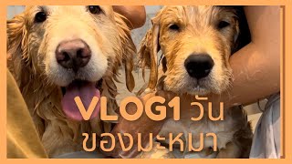 Vlog 1 วันกับมะหมา