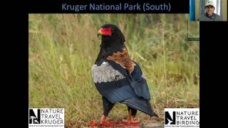 Kruger National Park ( South) Virtual Birding Tour.