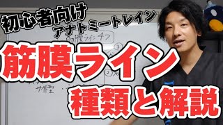 【初心者向け】筋膜ラインの種類とパターンについて徹底解説【アナトミートレイン】