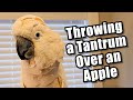 Max Throws A Tantrum Over An Apple (subtitles)