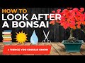 Bonsai Basics: How to care for your bonsai tree, 4 things you must know