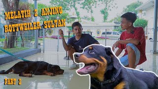 TIPS MELATIH ANJING ROTTWEILER ‼️ Sangat penting bagi pemula