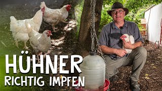 Hühner richtig impfen 🐓 - Tipps zum Schutz gegen die Newcastle Krankheit und Wurmbefall