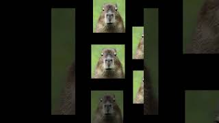 the 7 capybaras #memes #funny