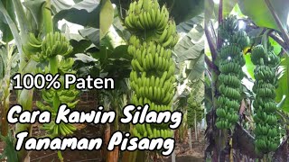 Cara  mengawinkan tanaman pisang