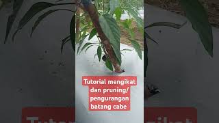 Proses pengikatan dan pruning .....