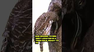 Why This Owl Feeding Its Babies Is So Disturbing #shorts #viralvideo #youtubeshorts #animals