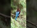 White throated Kingfisher bird. #Shorts