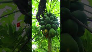 പച്ച ഉടുപ്പണിഞ്ഞ മഞ്ഞ സുന്ദരി Red lady Papaya #exotic