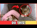 8 SECRET WAYS TO TELL YOUR CATS THAT YOU LOVE THEM! (IN A WAY THEY UNDERSTAND!)