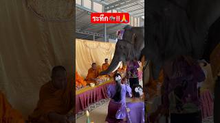 นาทีระทึก‼️ช้างใส่บาตรพระ งานวันเกิดชื่นใจครบรอบอายุ 11 ปี‼️🙏🙏#viralvideo #india #ช้าง #elephant