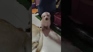 உங்க வீட்டு பில்லையா நெனச்சி மண்ணிசுடுங்க #dog #funny #comedy #humor #doglover #foryou #tamil #cat10