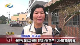 20210226 民議新聞 垂枝女真花朵盛開 歡迎民眾前往下坪欣賞當季美景(縣議員 吳瑞芳)