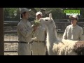 あれもこれも　アニマル情報局！！　「宮崎市フェニックス自然動物園＠ラマ」