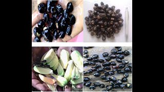 Seed extraction of enset crop - Ensete ventricosum