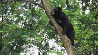 Wang Cai goes climbing