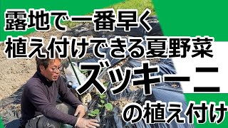 【ズッキーニ栽培】一番早く植えつけできる夏野菜