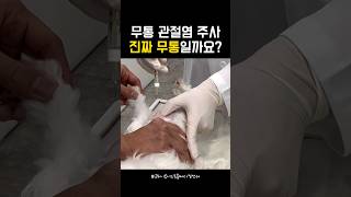 무통 관절염 주사💉 #동물병원 #수의사 #강아지