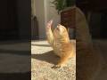 Poppy the Prairie Dog doing her golden hour stretches #prairiedog #stretch #yoga