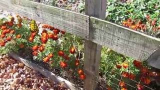 Garden Tour and Old Field (Awl) Aster