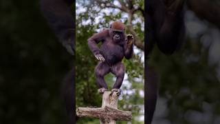 Cute Monkey Dance Shorts Video!  #monkeyshortsvideo #monkey #monkeydance