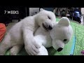 Nora the polar bear cub growing up