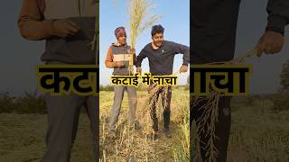 धान के चिल्लू मोना के चिल्लू सॉन्ग🥰#funny #comedy #shortvideo #ankitjackcom #manimeraj #mkkcomedy77