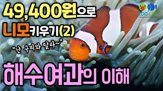 니모 키우기 어렵지 않아요 2탄!  49,400원으로 니모 키우기!  해수어 사육의 핵심, 기본 해수 여과!  해수어항 세팅, 해수어키우기