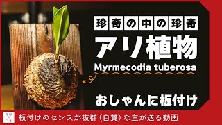 圧倒的におかしなヤツ「アリ植物」を板付けしたら最高にかっこよくなった【多肉・アガベ・ビザール】