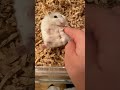 sweet hammy #cute #shots #hamster #trending