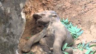 Goalpara-Train Hit Wild Elephant Calf. (Re)