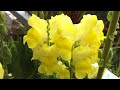 bee u0026 antirrhinum.mov