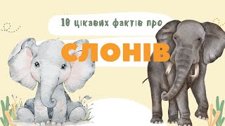 Цікаві факти про Слонів. Пізнаємо світ разом. 10 цікавих фактів про слонів.