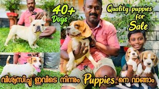 40 ൽ അധികം Dogs ഉള്ള ഒരു കിടിലൻ Kennel!Top Quality Puppies are for Sale | Beagle | Chihuahua |