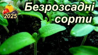 БЕЗРОЗСАДНІ ТОМАТИ – які сорти можна сіяти прямо в грунт