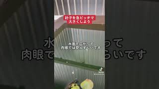 針子を急ピッチで大きくしよう