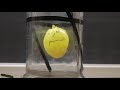 Boyles Law Demonstration