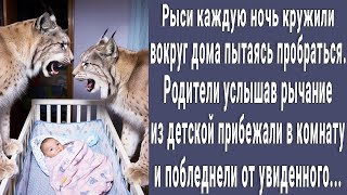 Рыси каждую ночь кружили вокруг дома пытаясь пробраться в детскую и однажды смогли. Родители онеме